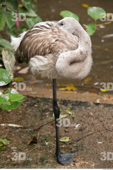 Whole Body Flamingos