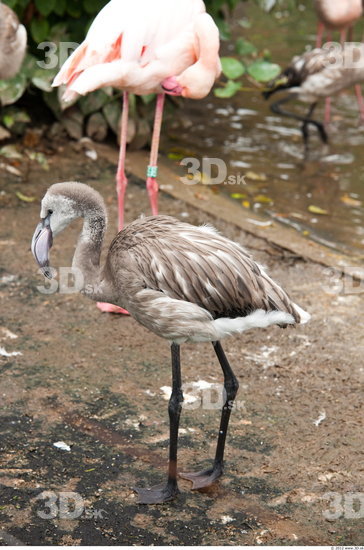 Whole Body Flamingos