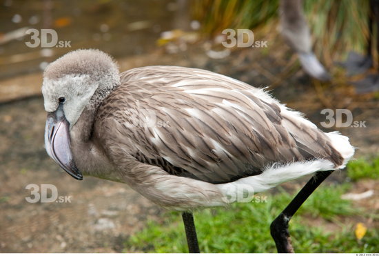 Whole Body Flamingos