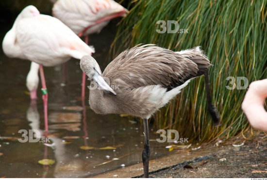Whole Body Flamingos