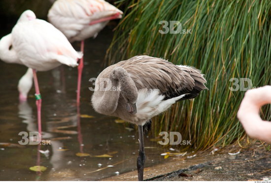 Whole Body Flamingos