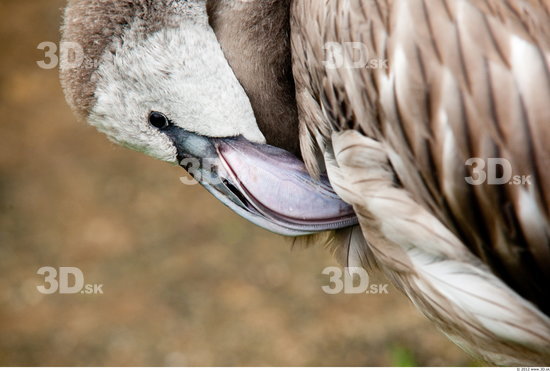 Head Flamingos