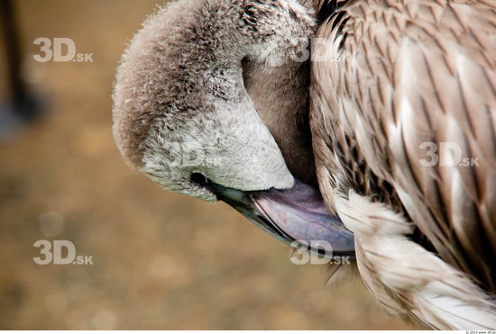 Head Flamingos