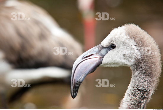 Head Flamingos