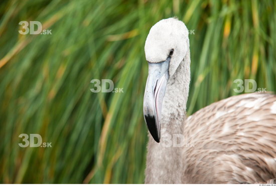 Head Flamingos