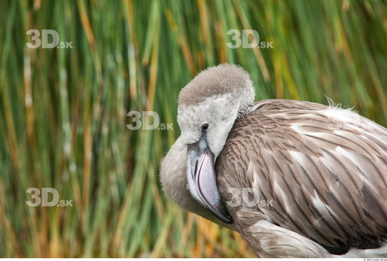 Head Flamingos