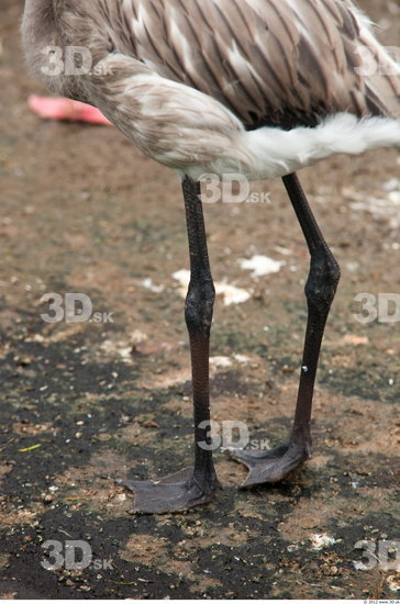 Leg Flamingos