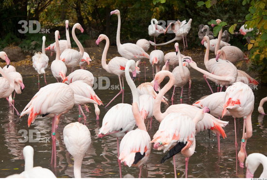 Whole Body Flamingos