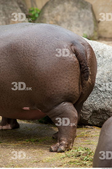 Tail Hippopotamus