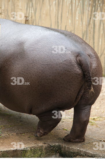 Tail Hippopotamus