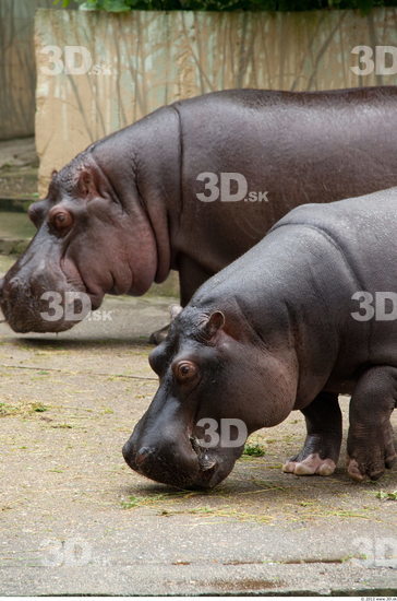 Head Hippopotamus