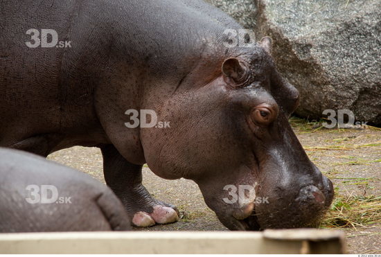 Head Hippopotamus