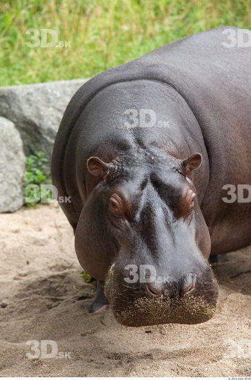 Head Hippopotamus