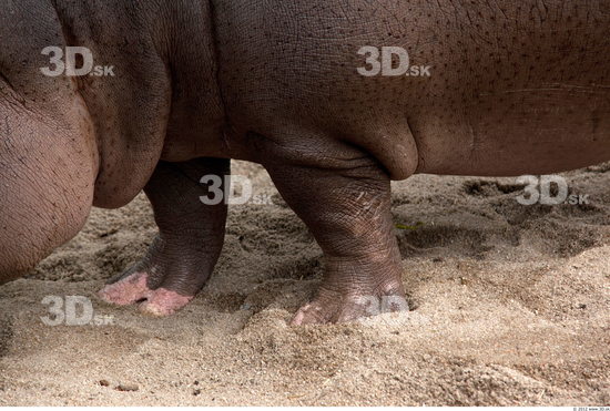Leg Hippopotamus