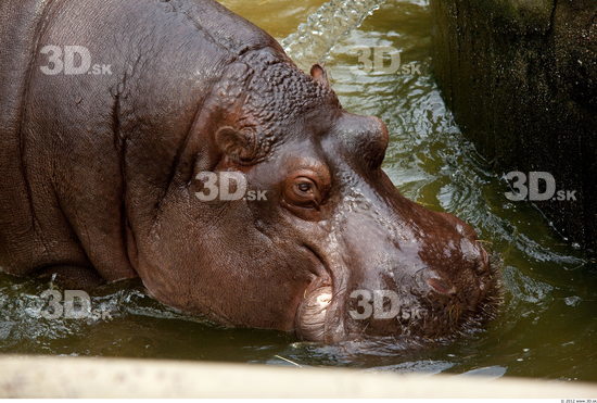 Head Hippopotamus