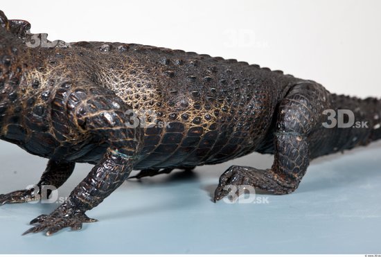 Whole Body Crocodile