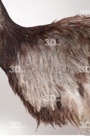 Whole Body Emus