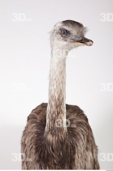 Whole Body Emus