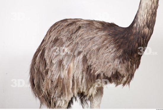 Whole Body Emus