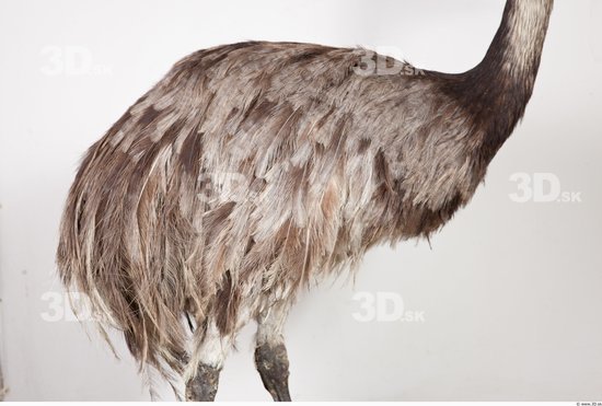 Whole Body Emus