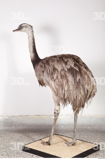 Whole Body Emus