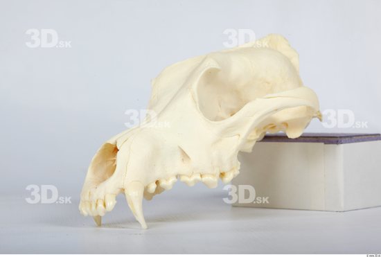 Head Skeleton Dog