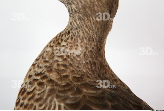 Head Bird