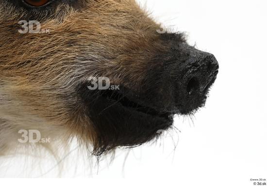 Mouth Pig Animal photo references