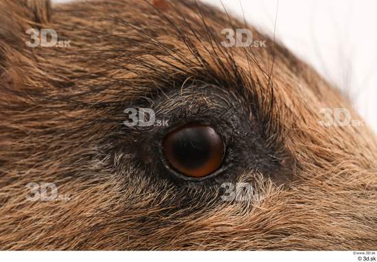 Eye Pig Animal photo references