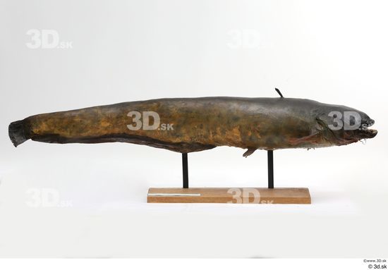 Whole Body Fish Animal photo references