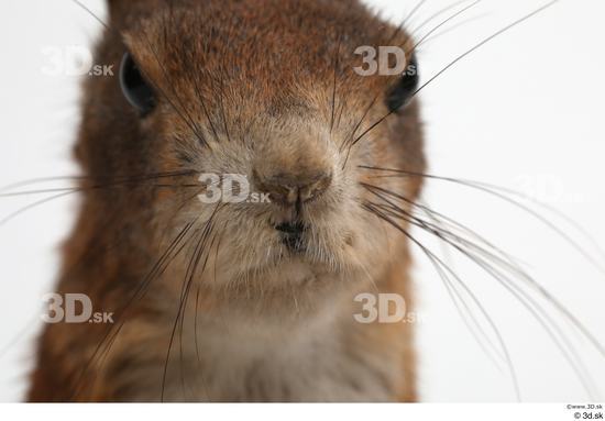 Mouth Nose Squirrel Animal photo references