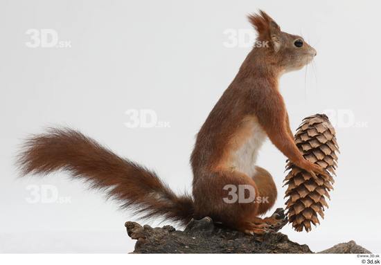 Whole Body Squirrel Animal photo references