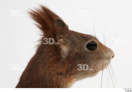 Head Squirrel Animal photo references