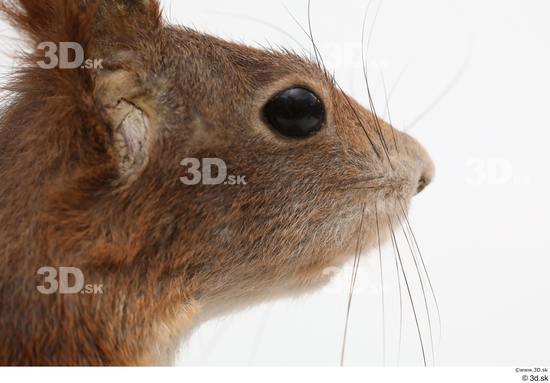 Eye Nose Head Squirrel Animal photo references
