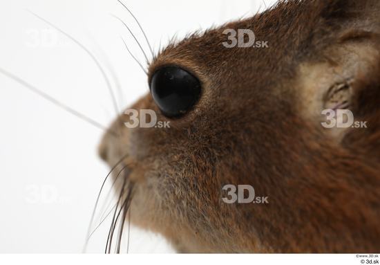 Eye Squirrel Animal photo references