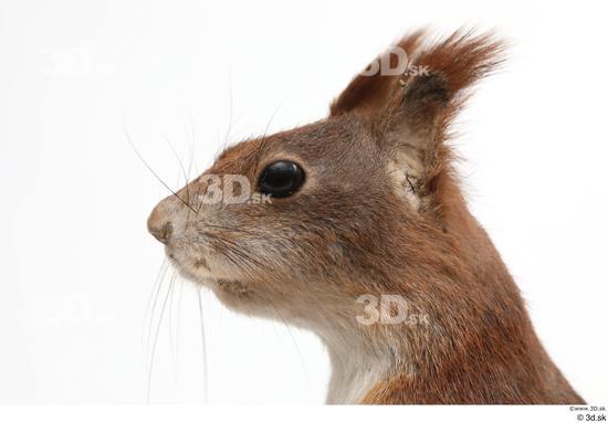 Head Squirrel Animal photo references