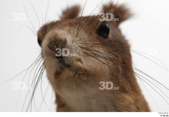 Head Squirrel Animal photo references