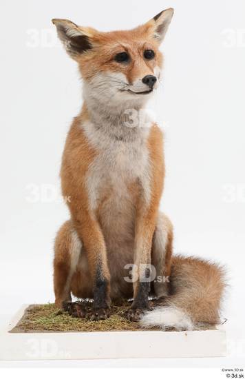 Whole Body Fox Animal photo references