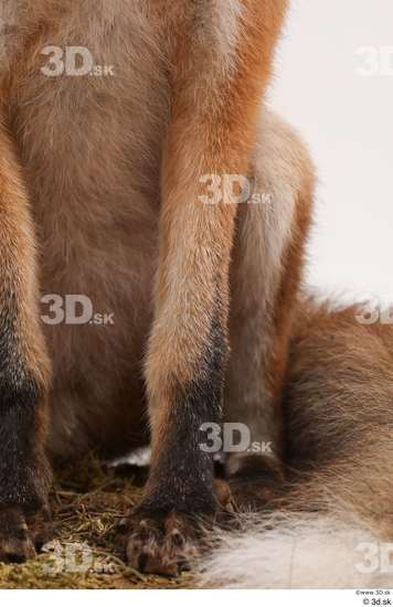 Leg Fox Animal photo references