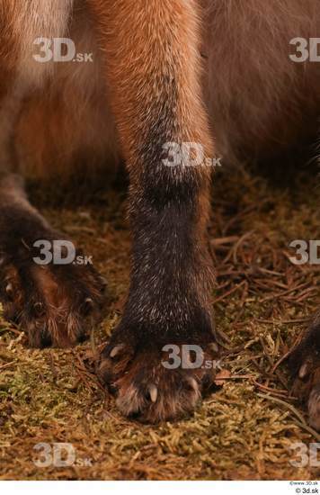 Leg Foot Fox Animal photo references