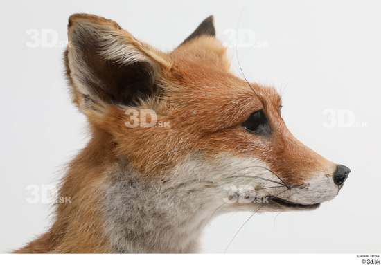 Head Fox Animal photo references