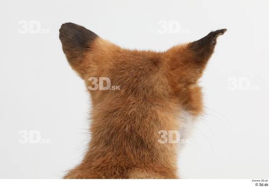 Head Fox Animal photo references