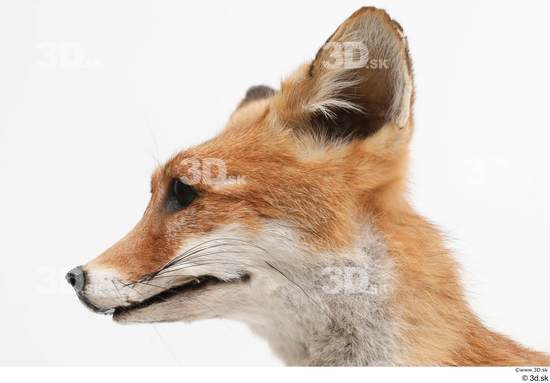 Head Fox Animal photo references