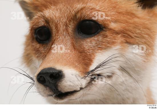 Head Fox Animal photo references