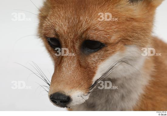 Head Fox Animal photo references