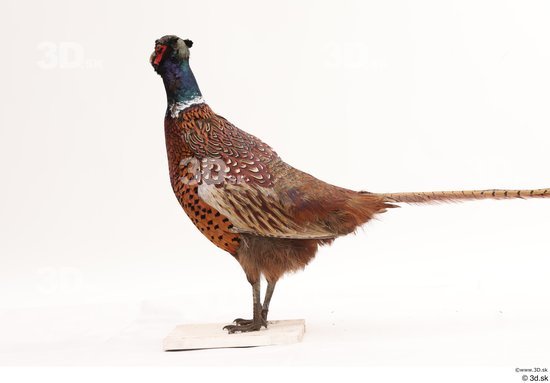 Whole Body Pheasant Animal photo references