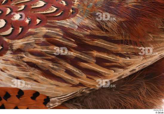 Pheasant Animal photo references