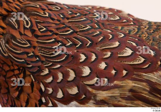 Back Pheasant Animal photo references