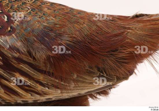 Back Pheasant Animal photo references