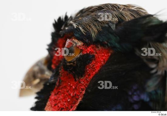 Eye Pheasant Animal photo references